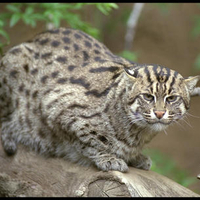 Bobcat