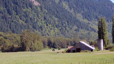 Highway 20 Barn - horses, firefox persona, field, hills, barn, country, silo