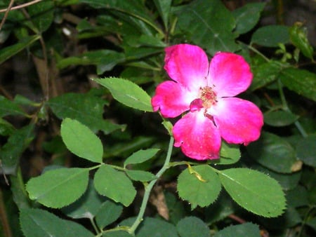 Rose - nature, flowers, rose, flower