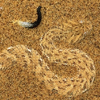 Sand Serpent