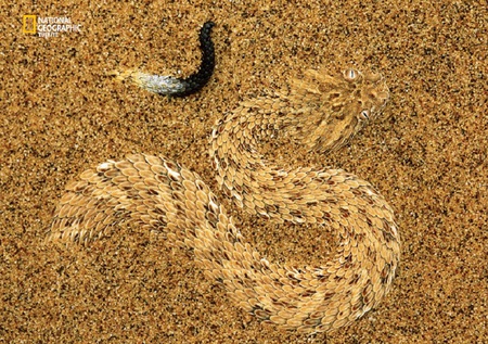 Sand Serpent - camouflage, serpent, sand, snake