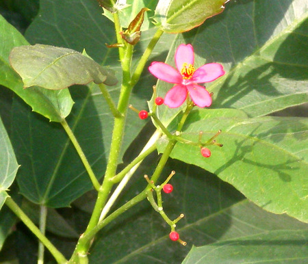 Pink flowers - nature, flowers, pink