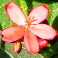 Pink flower