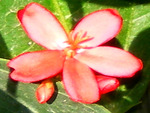 Pink flower