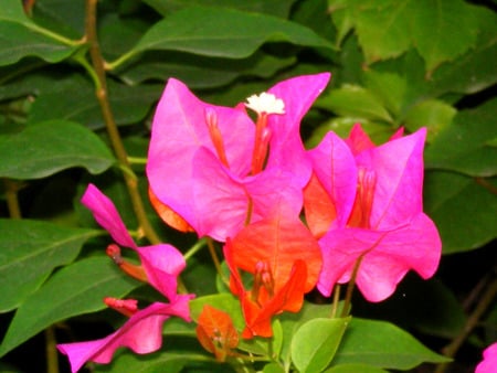 Boughan villea - flowers, nature, boughan villea