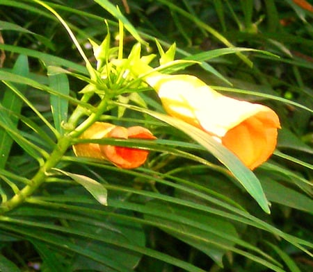 Yellow flowers - flowers, yellow, nature