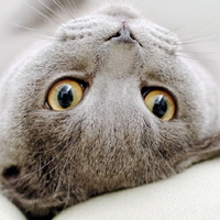 All the Grey Cats