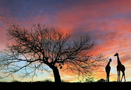 African Beauties - nature, sunset, giraffe, africa