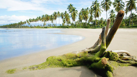 Tropical Paradise - trees, water, blue, brown, beach, ocean, sand, skies, nature, palm trees