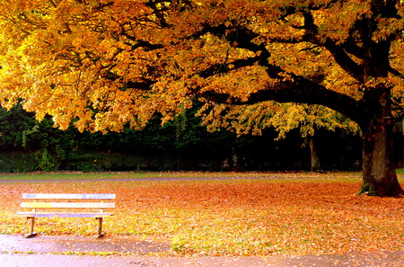 Autumn - bench, nature, tree, autumn