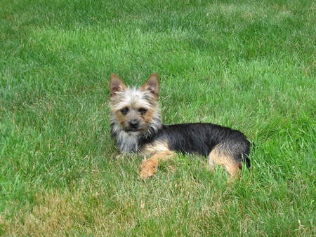 chorkie - dog, pet, outdoor, chorkie