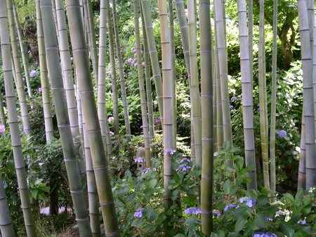 Bamboo Beauty - tall, trees, japan, undergrowth, slim, green, flowers