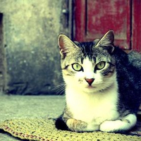 Cat on Rug