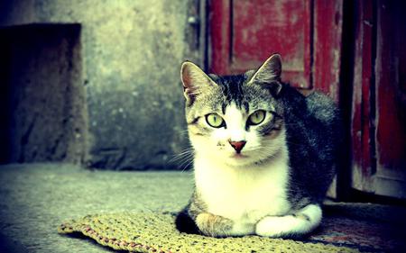 Cat on Rug - animal, feline, cat, cats