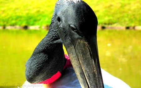 tuiuiú of pantanal - big, tuiuiu, bird, fly