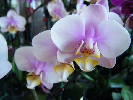 Orchid - orchid, flower, nature, pretty