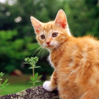 KITTEN SITTING ON LOG,THINKING