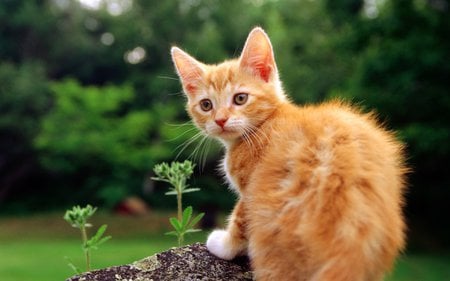 KITTEN SITTING ON LOG,THINKING - cute, adorable, kitten, thinking