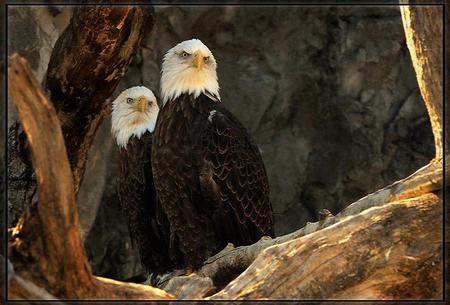 American beauties - branch, eagles, symbols, white and brown, pair, free, america, strong, tree