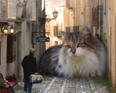 Little Animal - cage, street, cat, man, big