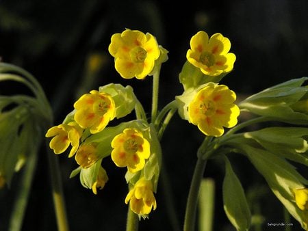 Cowslip - stems, yellow, pretty, green, blooms, flowers