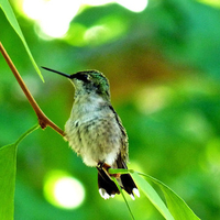 Baby hummingbird