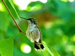 Baby hummingbird