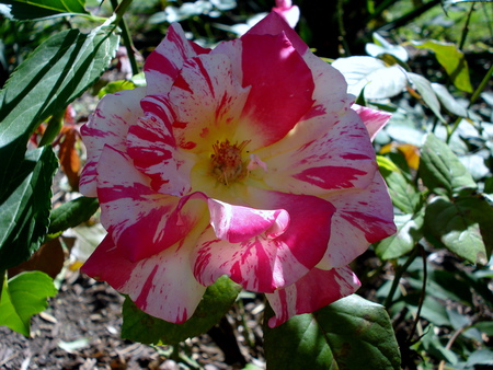 Rose - roses, flowers, blooms, nature