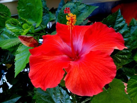 Hibiscus - flowers, blooms, nature, hibiscus