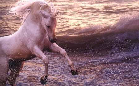 Robert Varvra...Andalusian - horses, photographer, spain, robert vavra, iberian, spanish, andalusian