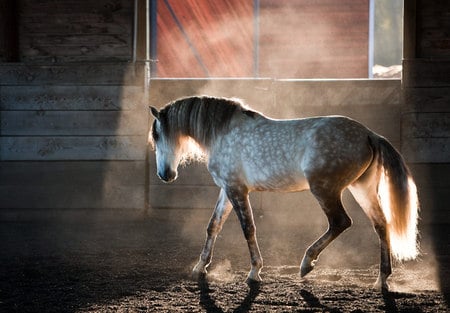 A Light of Hope - spanish, grey, horses, light, andalusian