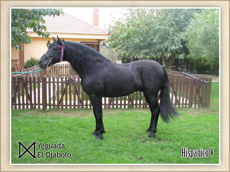 Hispanico V - spain, horses, iberian, spanish, andalusian, black