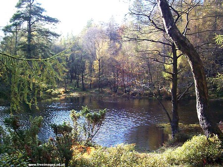 The Woodland - lake, change, quite, trees, peaceful, dawn