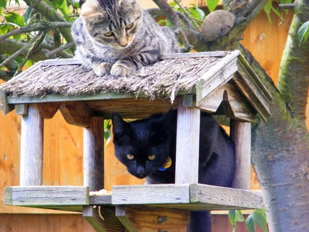 Greta's Boys! - cheeky, fence, birdtable, cats