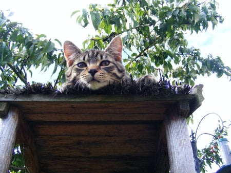 I'm up here!! - trees, roof, high, cat