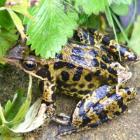 Patterned frog!