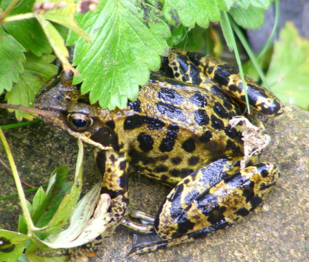 Patterned frog! - stone, leaf, pond, frog