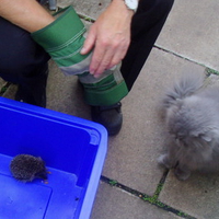 Rescued Baby Hedgehog.