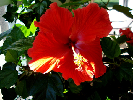 Beauty of hibiscus - flowers, blooms, hibiscus, nature