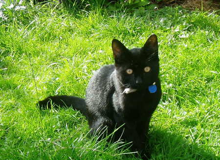 Midnight sitting still for once. - cat, fur, grass, blue