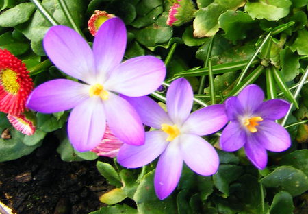 Spring Flowers, - flowers, spring, rockrose, purple