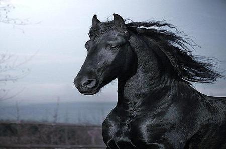 Ebony beauty - black, flowing mane, galloping, beauty, stallion, horse, strong