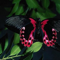 Butterfly red and black