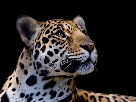 Leoper Black - leoper, forest, wild, predators