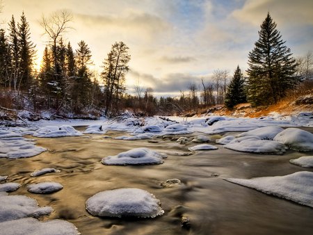 Melting Snow - trees, cold, snow, pine, melting, water, winter