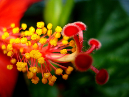 A closer look at hibiscus - flowers, blooms, hibiscus, nature