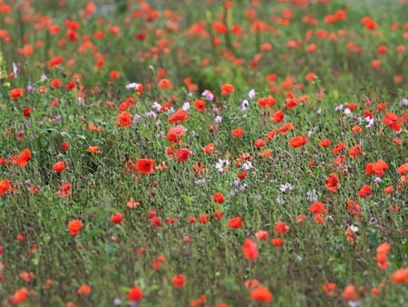 flowers on the open land - nature, land, grass, flower, art