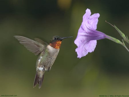 the birb at the flower - birb, art, nature, animals