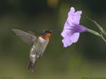 the birb at the flower