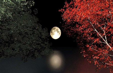 Change of seasons - moon, gree, autuimn tree, water, silver, reflection, tree